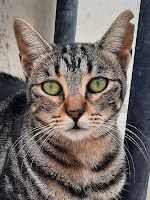 Ginebra geb. Mai 2022 - Pflegestelle in 85221 Dachau, Europäisch Kurzhaar - Katze