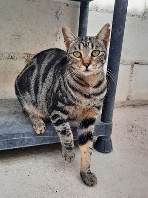 Ginebra geb. Mai 2022 - Pflegestelle in 85221 Dachau, Europäisch Kurzhaar - Katze