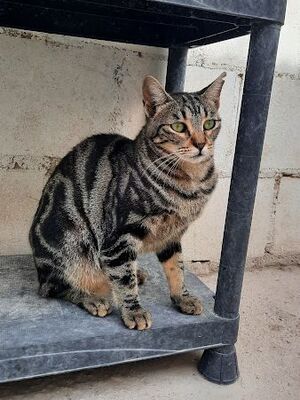 Ginebra geb. Mai 2022 - Pflegestelle in 85221 Dachau, Europäisch Kurzhaar - Katze