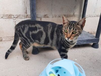 Ginebra geb. Mai 2022 - Pflegestelle in 85221 Dachau, Europäisch Kurzhaar - Katze