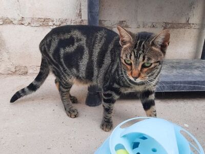 Ginebra geb. Mai 2022 - Pflegestelle in 85221 Dachau, Europäisch Kurzhaar - Katze