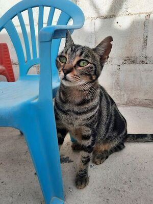 Ginebra geb. Mai 2022 - Pflegestelle in 85221 Dachau, Europäisch Kurzhaar - Katze