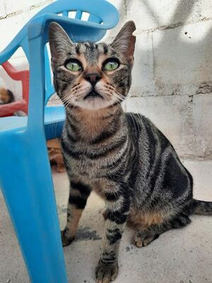 Ginebra geb. Mai 2022 - Pflegestelle in 85221 Dachau, Europäisch Kurzhaar - Katze