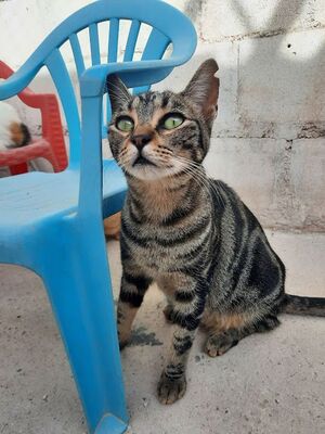 Ginebra geb. Mai 2022 - Pflegestelle in 85221 Dachau, Europäisch Kurzhaar - Katze