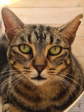 Ginebra geb. Mai 2022 - Pflegestelle in 85221 Dachau, Europäisch Kurzhaar - Katze
