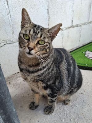 Ginebra geb. Mai 2022 - Pflegestelle in 85221 Dachau, Europäisch Kurzhaar - Katze