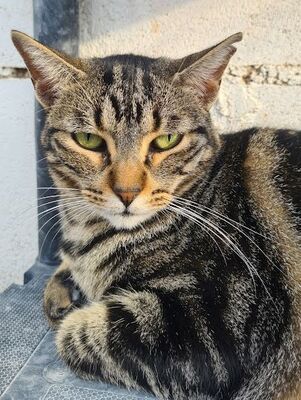 Ginebra geb. Mai 2022 - Pflegestelle in 85221 Dachau, Europäisch Kurzhaar - Katze