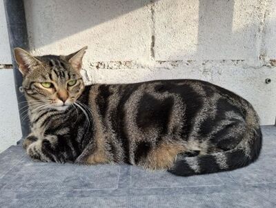 Ginebra geb. Mai 2022 - Pflegestelle in 85221 Dachau, Europäisch Kurzhaar - Katze