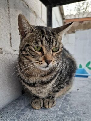 Ginebra geb. Mai 2022 - Pflegestelle in 85221 Dachau, Europäisch Kurzhaar - Katze