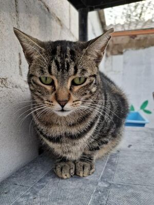 Ginebra geb. Mai 2022 - Pflegestelle in 85221 Dachau, Europäisch Kurzhaar - Katze