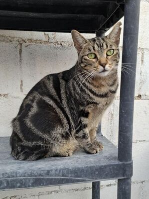 Ginebra geb. Mai 2022 - Pflegestelle in 85221 Dachau, Europäisch Kurzhaar - Katze