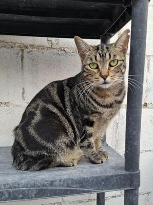 Ginebra geb. Mai 2022 - Pflegestelle in 85221 Dachau, Europäisch Kurzhaar - Katze