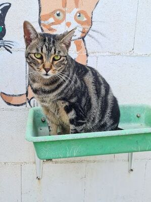 Ginebra geb. Mai 2022 - Pflegestelle in 85221 Dachau, Europäisch Kurzhaar - Katze