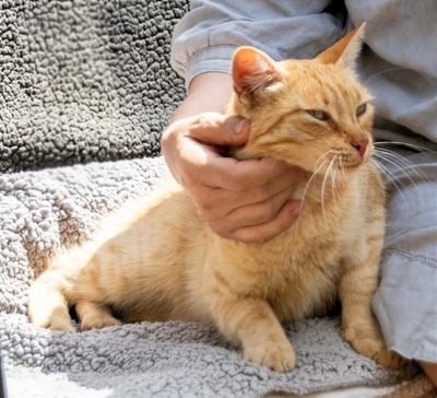 Ginger - ein Superschmuser, Mix - Kater