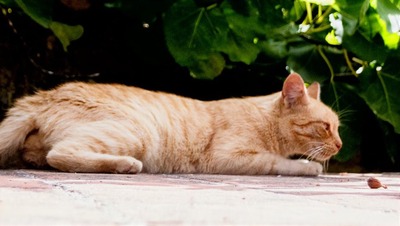 Ginger - ein Superschmuser, Mix - Kater