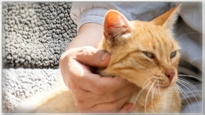 Ginger - ein Superschmuser, Mix - Kater
