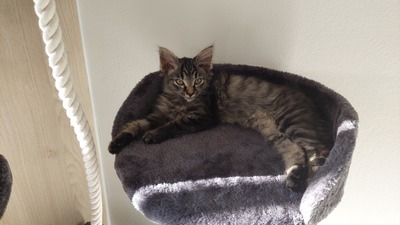 Gini, Langhaarkätzchen Jungtier - Katze