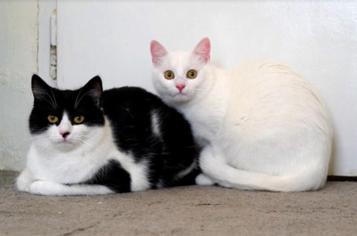 Gizele und Frea, europäische Hauskatze - Katze