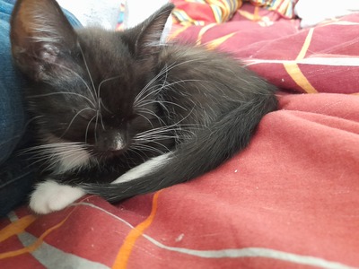 Glückskatze Jungtier - Kater