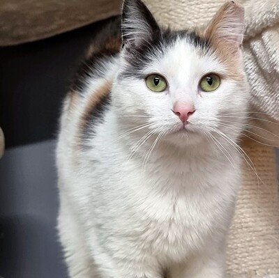 Glückskatze Merle sucht ihre Familie, EKH - Katze