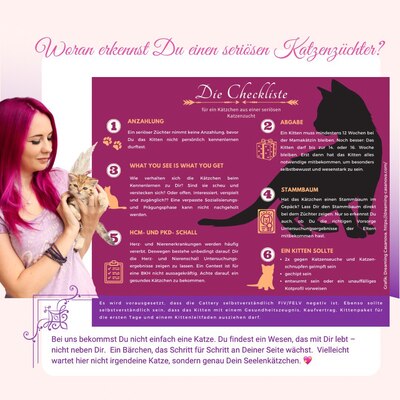 Golden-Tabby BKH Bärchen zum Verlieben 🐾 verschmust & anhänglich, BKH Kitten - Kater