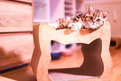 Golden-Tabby BKH Bärchen zum Verlieben 🐾 verschmust & anhänglich, BKH Kitten - Kater