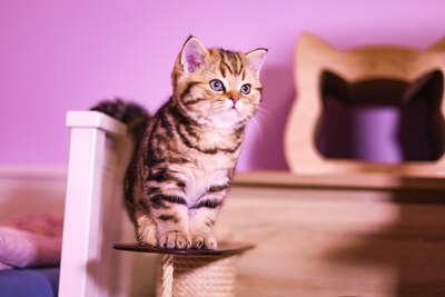 Golden-Tabby BKH Bärchen zum Verlieben 🐾 verschmust & anhänglich, BKH Kitten - Kater