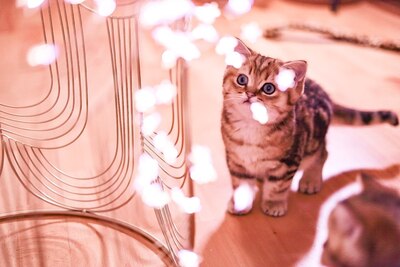 Golden-Tabby BKH Bärchen zum Verlieben 🐾 verschmust & anhänglich, BKH Kitten - Kater