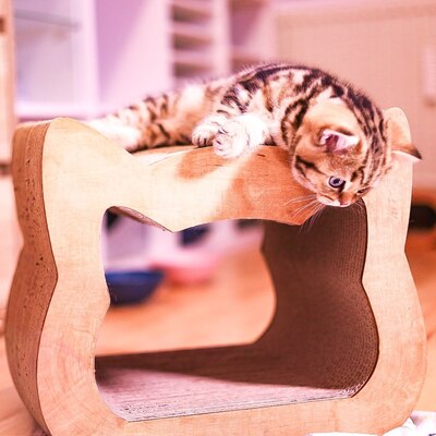 Golden-Tabby BKH Bärchen zum Verlieben 🐾 verschmust & anhänglich, BKH Kitten - Kater