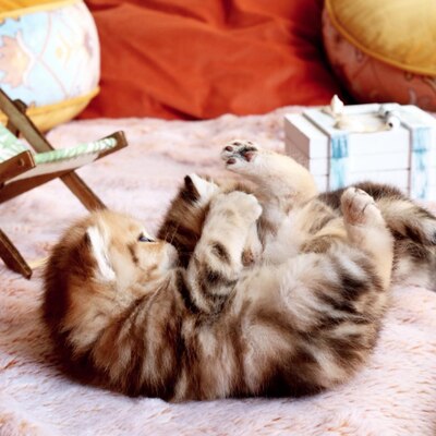 Golden-Tabby BKH Bärchen zum Verlieben 🐾 verschmust & anhänglich