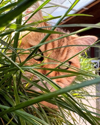 Golden-Tabby BKH Bärchen zum Verlieben 🐾 verschmust & anhänglich, BKH Kitten - Kater