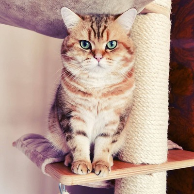 Golden-Tabby BKH Bärchen zum Verlieben 🐾 verschmust & anhänglich, BKH Kitten - Kater