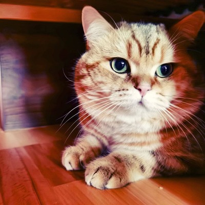 Golden-Tabby BKH Bärchen zum Verlieben 🐾 verschmust & anhänglich, BKH Kitten - Kater