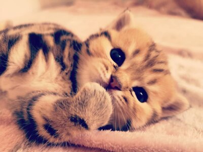 Golden-Tabby BKH Bärchen zum Verlieben 🐾 verschmust & anhänglich, BKH Kitten - Kater