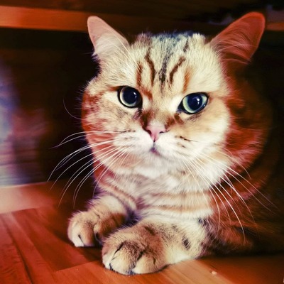 Golden-Tabby BKH Bärchen zum Verlieben 🐾 verschmust & anhänglich, BKH Kitten - Kater