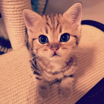 Golden-Tabby BKH Bärchen zum Verlieben 🐾 verschmust & anhänglich, BKH Kitten - Kater