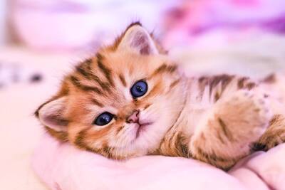 Golden-Tabby BKH Bärchen zum Verlieben 🐾 verschmust & anhänglich, BKH Kitten - Kater