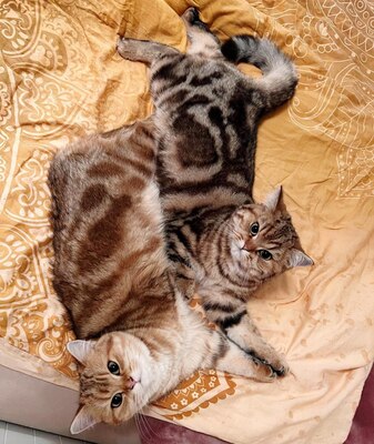 Golden-Tabby BKH Bärchen zum Verlieben 🐾 verschmust & anhänglich, BKH Kitten - Kater