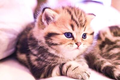 Golden-Tabby BKH Bärchen zum Verlieben 🐾 verschmust & anhänglich, BKH Kitten - Kater