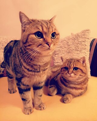 Golden-Tabby BKH Bärchen zum Verlieben 🐾 verschmust & anhänglich, BKH Kitten - Kater