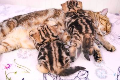 Golden-Tabby BKH Bärchen zum Verlieben 🐾 verschmust & anhänglich, BKH Kitten - Kater