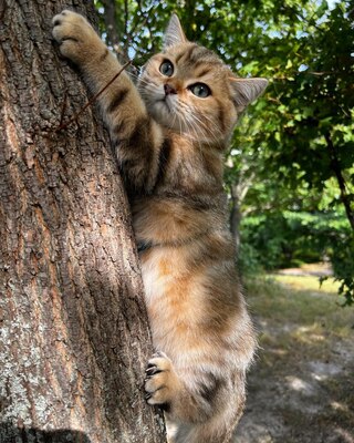 Golden-Tabby BKH Bärchen zum Verlieben 🐾 verschmust & anhänglich, BKH Kitten - Kater