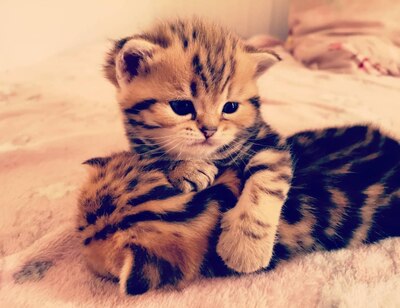 Golden-Tabby BKH Bärchen zum Verlieben 🐾 verschmust & anhänglich, BKH Kitten - Kater