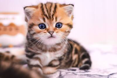 Golden-Tabby BKH Bärchen zum Verlieben 🐾 verschmust & anhänglich, BKH Kitten - Kater