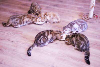 Golden-Tabby BKH Bärchen zum Verlieben 🐾 verschmust & anhänglich, BKH Kitten - Kater