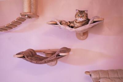 Golden-Tabby BKH Bärchen zum Verlieben 🐾 verschmust & anhänglich, BKH Kitten - Kater