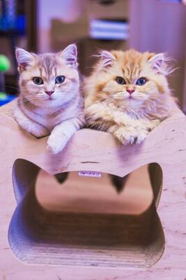 Golden-Tabby BKH Bärchen zum Verlieben 🐾 verschmust & anhänglich, BKH Kitten - Kater