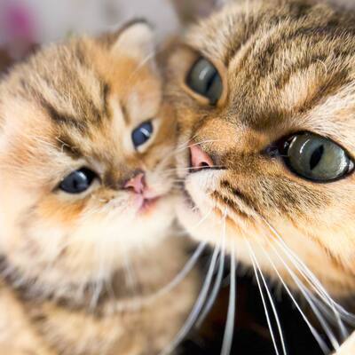 Golden-Tabby BKH Bärchen zum Verlieben 🐾 verschmust & anhänglich, BKH Kitten - Kater