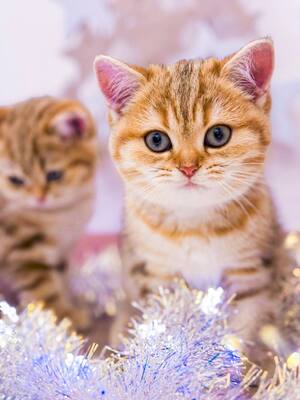 Golden-Tabby BKH Bärchen zum Verlieben 🐾 verschmust & anhänglich, BKH Kitten - Kater