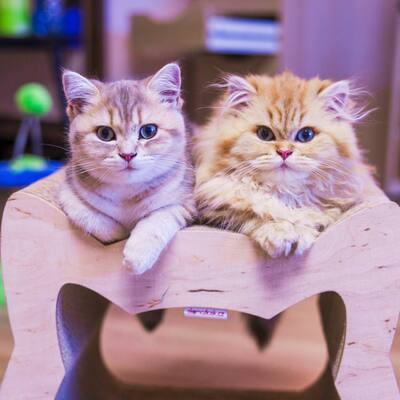 Golden-Tabby BKH Bärchen zum Verlieben 🐾 verschmust & anhänglich, BKH Kitten - Kater